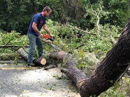  Springfield, KY Tree Care Pros