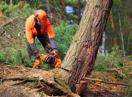 Best Tree and Shrub Care  in Springfield, KY