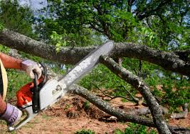 Best Root Management and Removal  in Springfield, KY