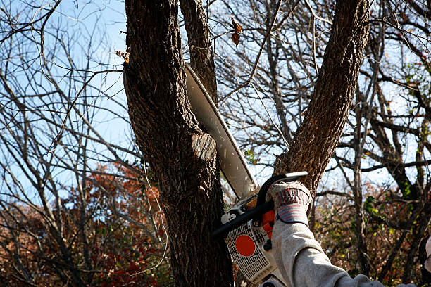 Best Tree Disease Treatment  in Springfield, KY