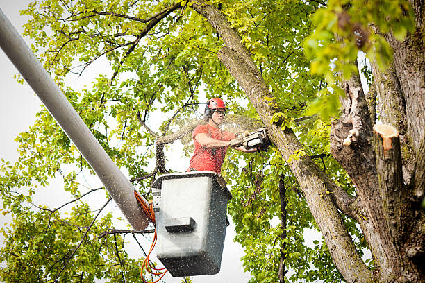 Best Tree Maintenance Programs  in Springfield, KY