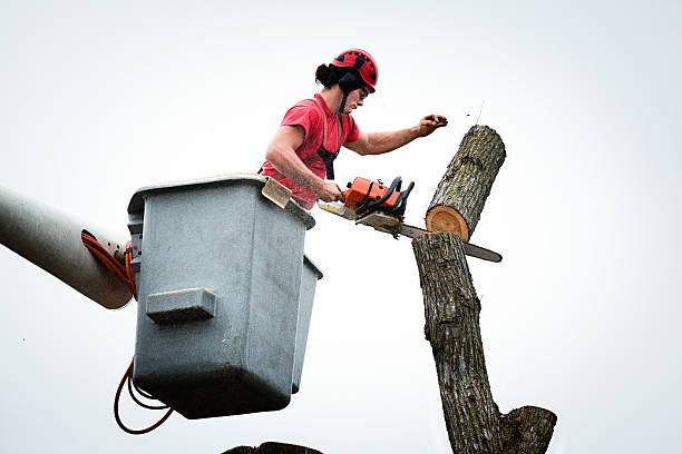 Best Emergency Tree Removal  in Springfield, KY