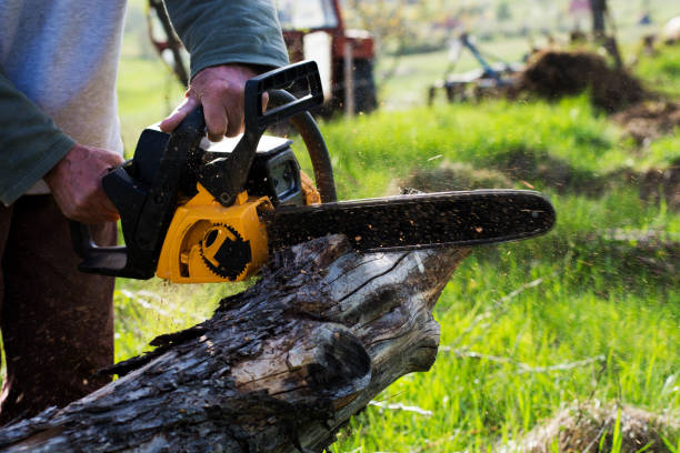 Best Storm Damage Tree Cleanup  in Springfield, KY