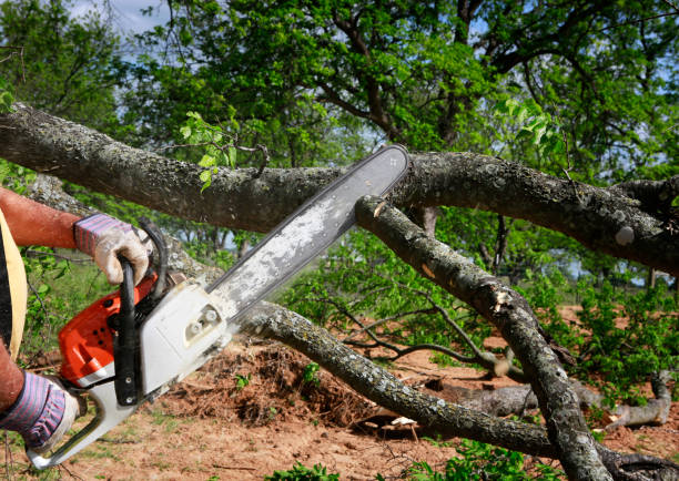 Best Tree Mulching  in Springfield, KY