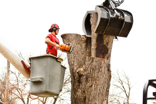 Best Hazardous Tree Removal  in Springfield, KY