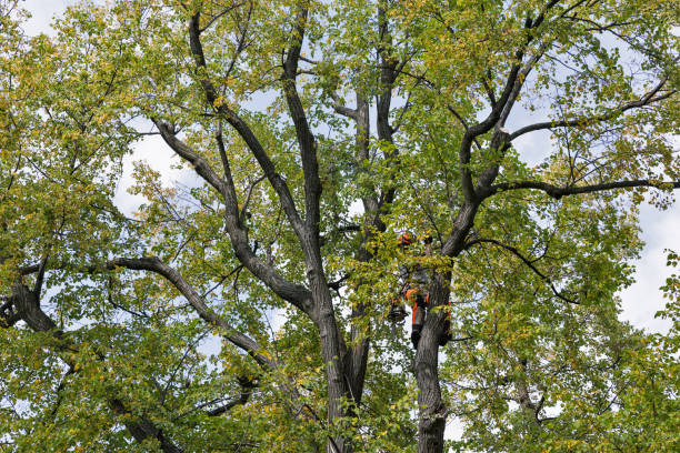 Best Tree Cabling and Bracing  in Springfield, KY